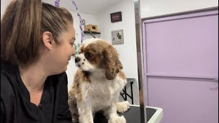 Adorable Cavalier King Charles gets groomed