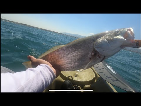 דייג בים מקיאק 25/9/22 סרטון קטלני, מוסר יפה ולוקוס שמנמן ופלמידות של תחילת העונה העיקר שנהנה חג שמח