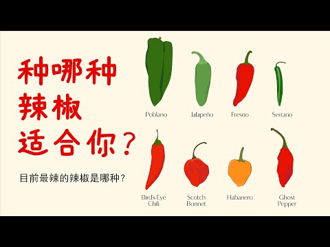 视频: 青辣椒丁和墨西哥胡椒一样吗？