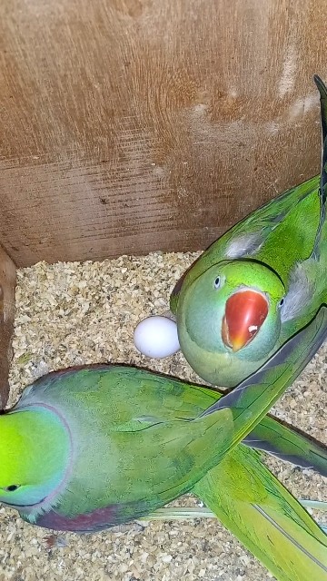 Alexander parrot laying eggs start #birds#viralvideo#parrot - YouTube