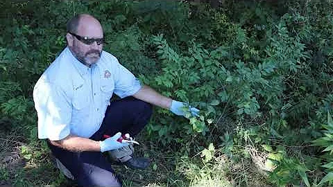 Invasive Species: Removal Methods