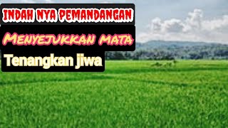 sawah terbentang luas#petani padi hampir panen/Harap harap cemas