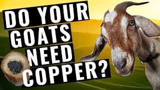 Goats and Copper Boluses--What YOU need to know!