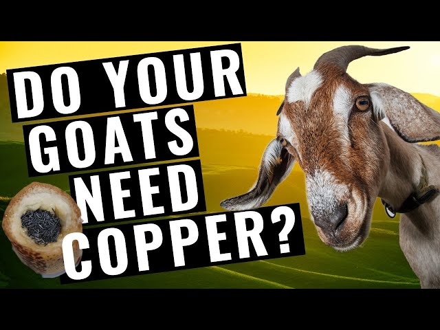 Goats and Copper Boluses--What YOU need to know! class=