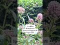 Wildly rare white monarch spotted in Bridgeton in August 2026
