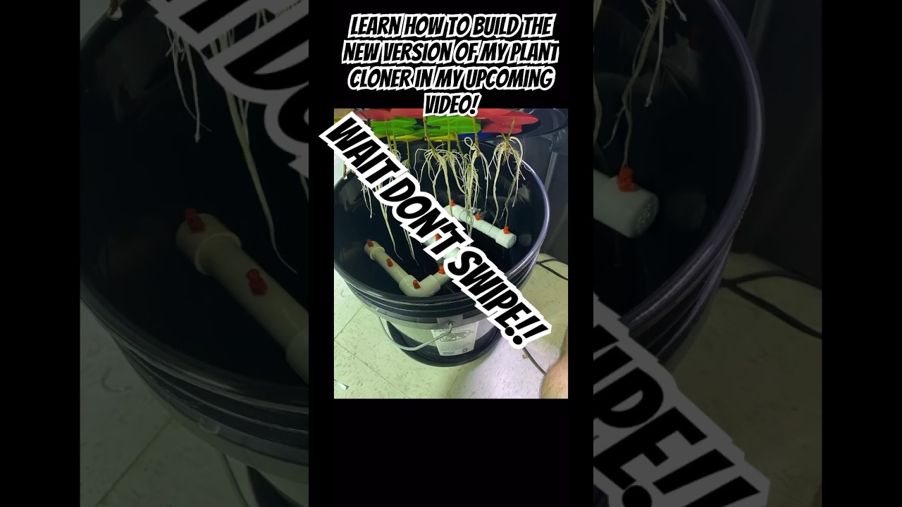 Best Method To Clone Plants