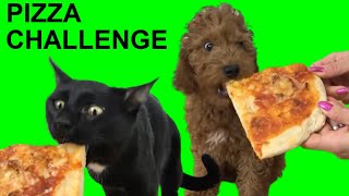 PIZZA CHALLENGE pero gato vs perro / Desafío de comida vs animales graciosos con Luna y Estrella