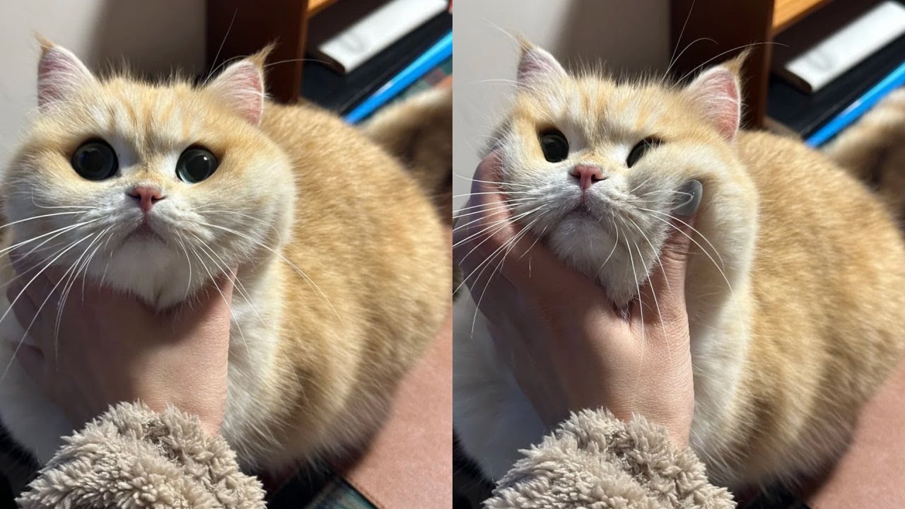 Cats Just Doing What Cats Do Best 🤣Funny Cats Videos 2025 🐱 Part 33