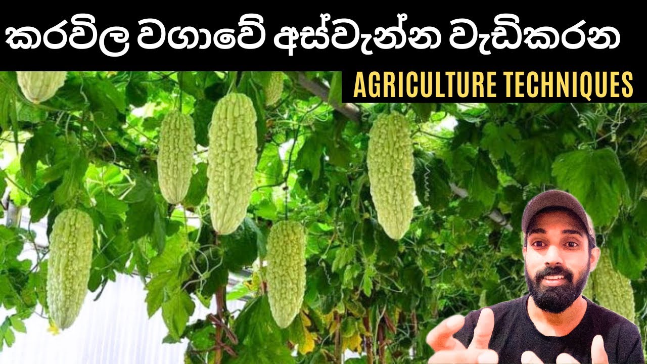 10.කරවිල වගාවේ අස්වැන්න වැඩි කරන සරල ක්‍රම. Simple methods to increase the yield of bitter gourd.