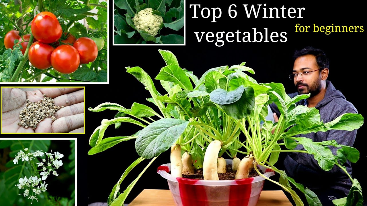 Top 6 Easy to Grow vegetables ANYONE can grow in small pots With English Subtitle YouTube