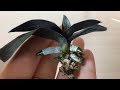 Успешная реанимация орхидей во мхе. Куча корней и деток! Как правильно реанимировать орхидею?