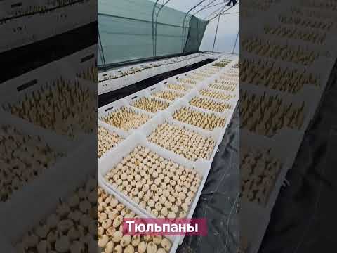 Тюльпан 🌷 гидропоника