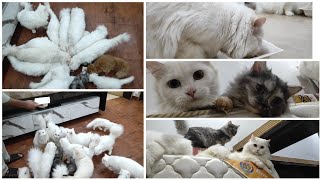 A day with my Cats  my Cat's daily routine  the cats planet