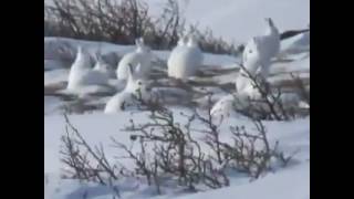 Зайцы Якутия. 2017г. Зайцы Якутия. 2017г.