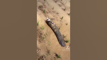 cá lóc ở Hàn Quốc to thế nào | Tâm Cengkeng TV