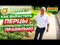 Как Вырастить ПЕРЦЫ В ОТКРЫТОМ ГРУНТЕ Правильно. Секреты Бориса Мамедова.