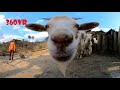 ヤギのテレワーク的飼育体験VR Goat zookeeper 360