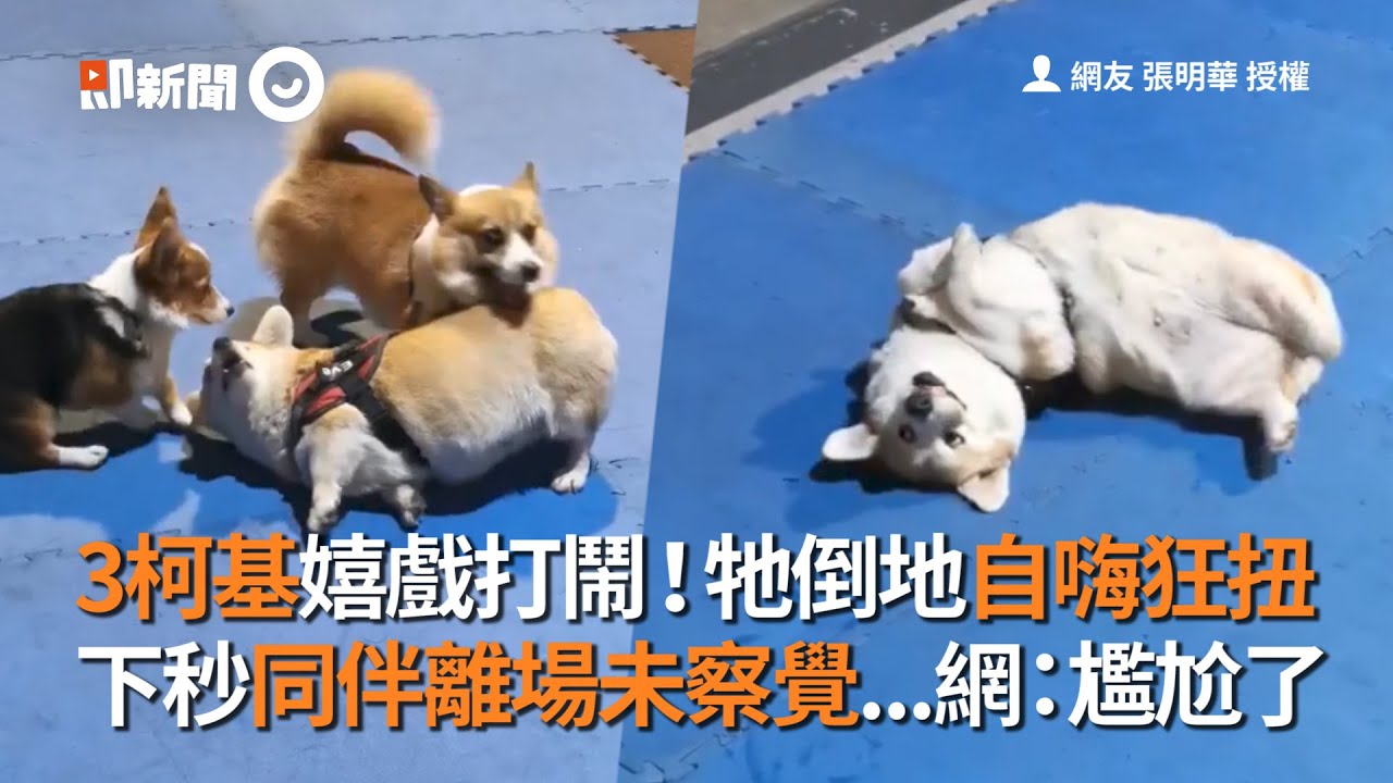 3柯基嬉戲打鬧 牠倒地自嗨狂扭下秒同伴離場未察覺 網 尷尬了 寵物 狗狗 Youtube
