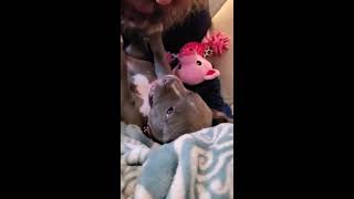 Full Atlas Loves Tickle Time! News