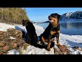 Spring is coming. Walking with leopard & rottweiler