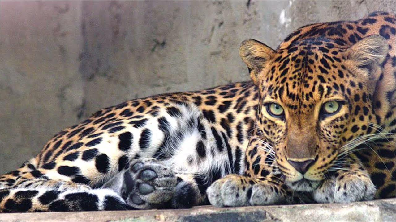 Facts of Cheetah and Leopard ( In Tamil) - YouTube