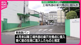 【敷島製パン】“ネズミ混入”工場外部の巣穴拠点に侵入か 再発防止策発表