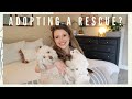 The Truth of Adopting a Rescue Dog | Should You Adopt?