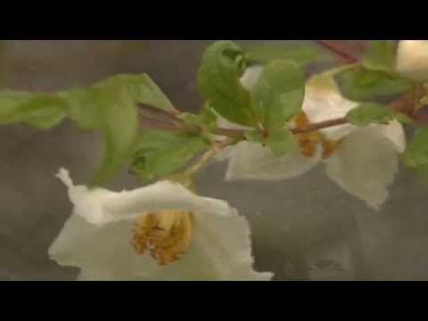 Stewartia Pseudocamellia