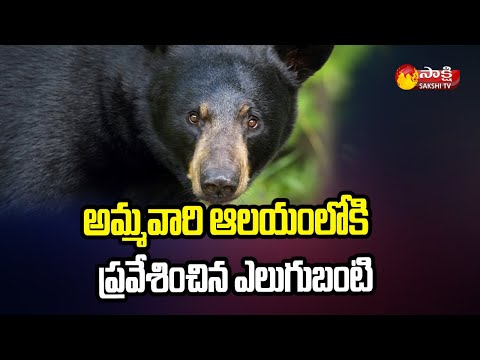 Bear Hulchal In the Temple of Deppur | Vajrapukotturu | Srikakulam District | Sakshi TV - SAKSHITV