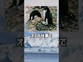 ぴえん過ぎる生き物紹介 アデリーペンギン ショートver