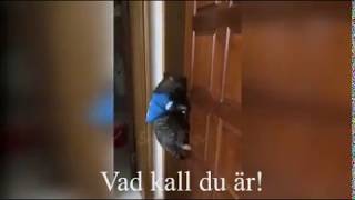 Vad Kall Du Är