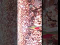 This Is A Public Worship Service For Orthodox Believers Viral Trending Funny Tiktok Shorts 
