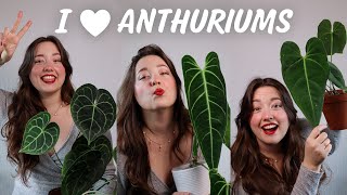 10 Anthuriums you can keep in your living room!  My entire Collection