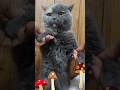 おかえりんぎ♪（お腹のフワフワ毛に注目！！）#shorts #cat #猫動画 #ブリテッシュショートヘア #ねこ#まいたけダンス