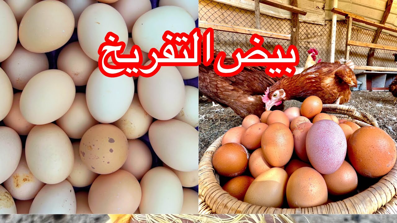 بيض التفريخ