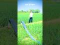 O mene khon magLiyo#trending #songtrending #sr9797 #followme #reels #mewatisong #soomt #pushfm al