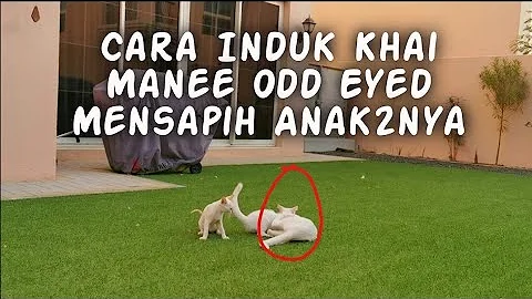 Watch the video about Serial Anak Kucing Lucu-Cara Induk Ras Khao Manee menyapih anak2nya (CUTE KITTENS)