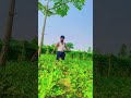 #Laika #Kisan #ke #viralvideo #nature #song #nayenawelidulhanparpehledin