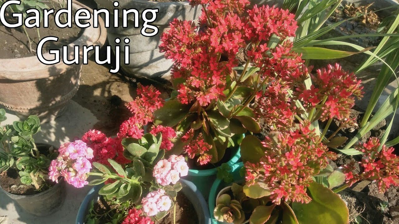 How to get hundreds of flower in kalanchoe YouTube