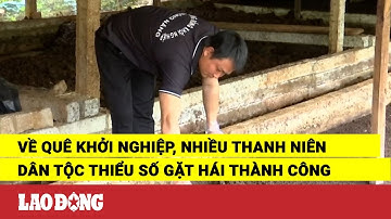 Về quê khởi nghiệp, nhiều thanh niên dân tộc thiểu số gặt hái thành công | Báo Lao Động