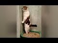 SUPER WEIRD CATS that will totally CONFUSE YOU! - Extremely FUNNY CAT VIDEOS compilation