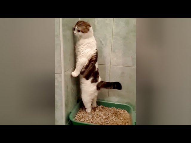 Extremely FUNNY CAT VIDEOS compilation 