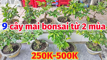 15/5. BÁN 9 CÂY MAI GIÁ RẺ | MAI GIẢO THỦ ĐỨC, TỰ XOẮN, CÚC 7 TẦNG, QUÝ PHI, TƯ LONG 0902074660