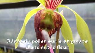 Pollinisation De Darlingtonia Californica