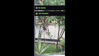 Fall asleep to birds watching and squirrel feeder cam #sleep #feedercam #asleep