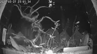 Night vision capture of nocturnal species by Distantgem 14 views 3 years ago 3 minutes, 6 seconds