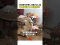 兄の首元を噛んで離さない弟、その序列争いの結末は？