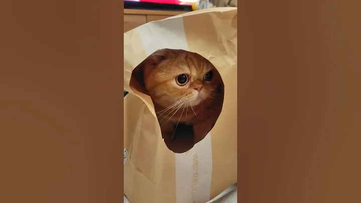 Video 11617781: exotic shorthair cat, exoticshorthair kittens, kitten cats catlife