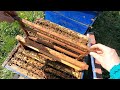 Million Dollars Skill! Brave Millionaire Harvesting Honey Beehive by Hands. Part 2