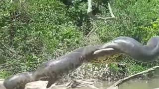 Sucuri Anaconda Gigante Filmada No Brasil